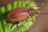 Polydrusus mollis